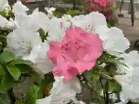 彌彦神社 (伊夜日子神社)の自然
