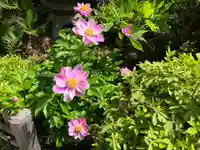 浄正寺(東京都)