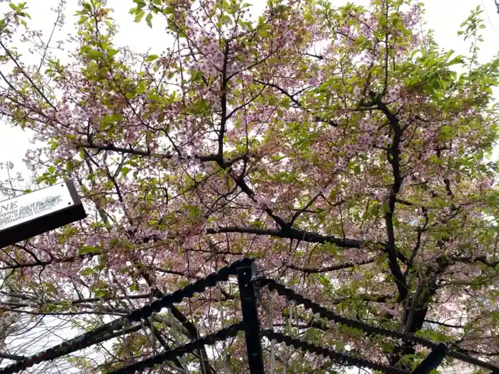 今戸神社の自然