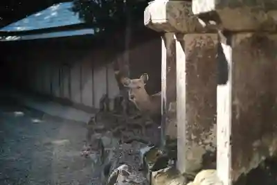 春日大社の{uncategorized: "未分類", other: "その他", undefined: "問題あり", building: "その他建物", grave: "お墓", sacred_gate: "鳥居", guardian: "狛犬", statue: "像", buddha: "仏像", history: "歴史", nature: "自然", garden: "庭園", animal: "動物", pagoda: "塔", temizu: "手水舎", mountain_gate: "山門・神門", sanctuary: "本殿・本堂", subordinate: "末社・摂社", art: "芸術", scenery: "景色", jizo: "地蔵", ema: "絵馬", goshuin: "御朱印", omikuji: "おみくじ", items: "授与品その他", amulet: "お守り", goshuincho: "御朱印帳", eats: "食事", festival: "お祭り", votive_dance: "神楽", shichigosan: "七五三参", wedding: "結婚式", experience: "体験その他", initially: "初詣", around: "周辺", anti_infection: "感染症対策"}