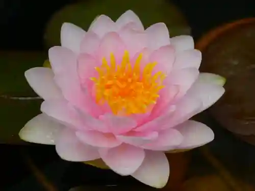 極楽山　浄土寺の自然