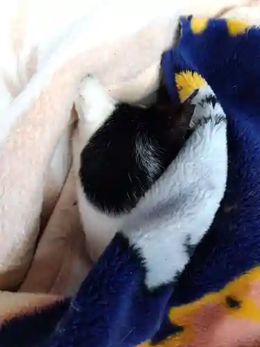 御誕生寺（猫寺）(福井県)