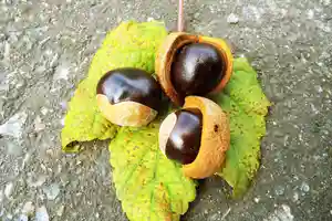 早馬神社の自然(2024年09月07日(土) 09時39分13秒投稿)