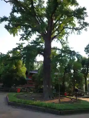 飯香岡八幡宮(千葉県)