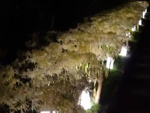 横浜　西方寺の自然