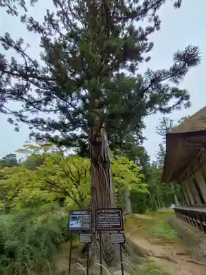 毛越寺(岩手県)