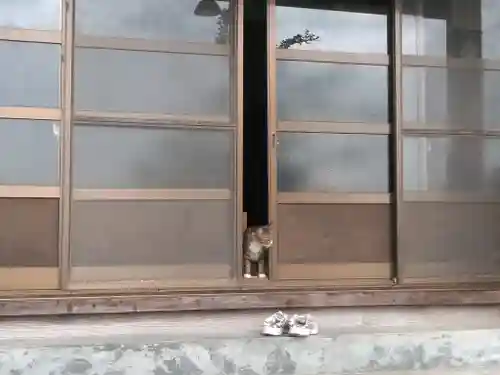 観海禅寺の動物