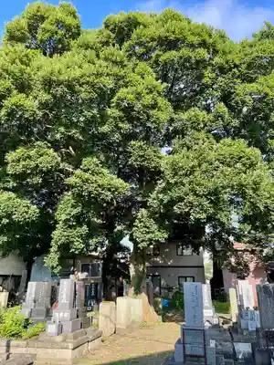 実成寺(福島県)