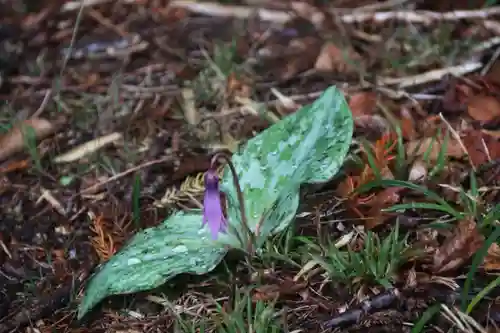 鹿島大神宮の自然