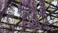 亀戸天神社(東京都)