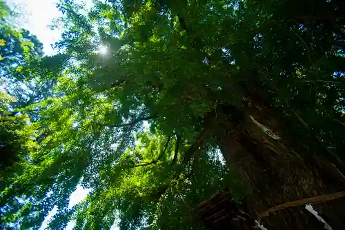 今宮神社の自然