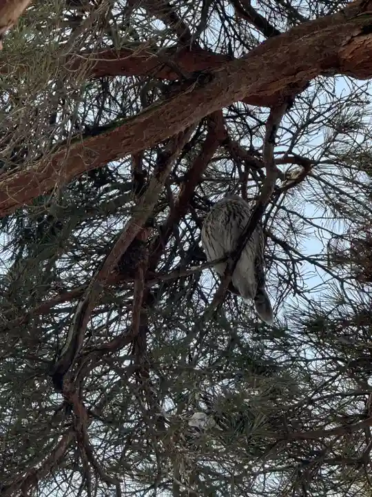 厚真神社(北海道)
