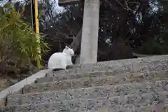 豊玉姫神社の動物