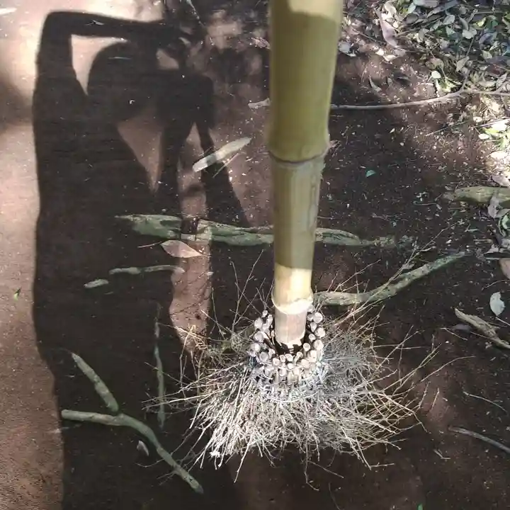 沼尾神社(茨城県)