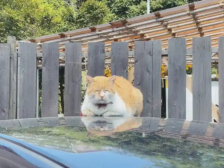 菊田神社の動物