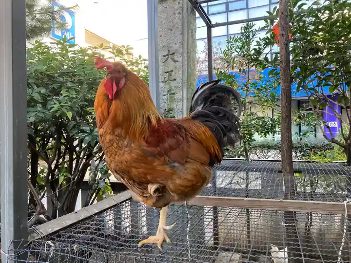 高知大神宮の動物