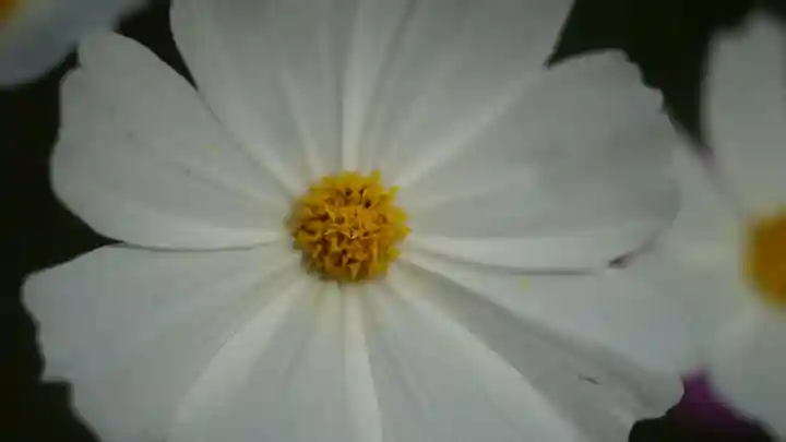 般若寺 ❁コスモス寺❁(奈良県)