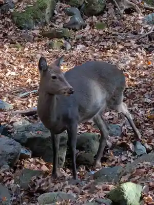 大山寺(神奈川県)