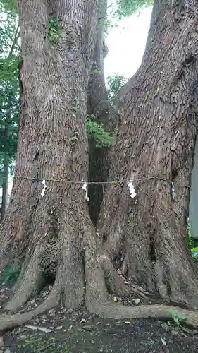 弘道館鹿島神社の庭園