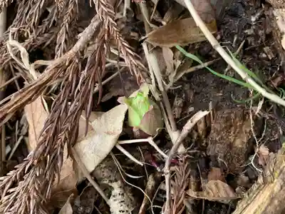 中ノ沢観音堂の自然