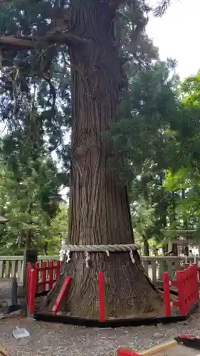 志和古稲荷神社の自然