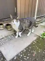 佐野赤城神社の動物