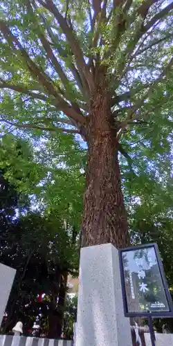 田無神社(東京都)