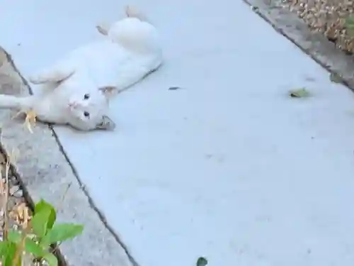 三輪神社の動物