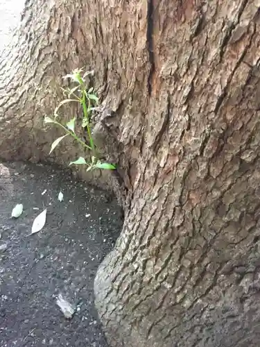 鶴嶺八幡宮の自然