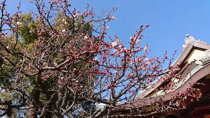 湯島天満宮の自然