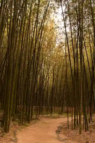大覚寺(京都府)