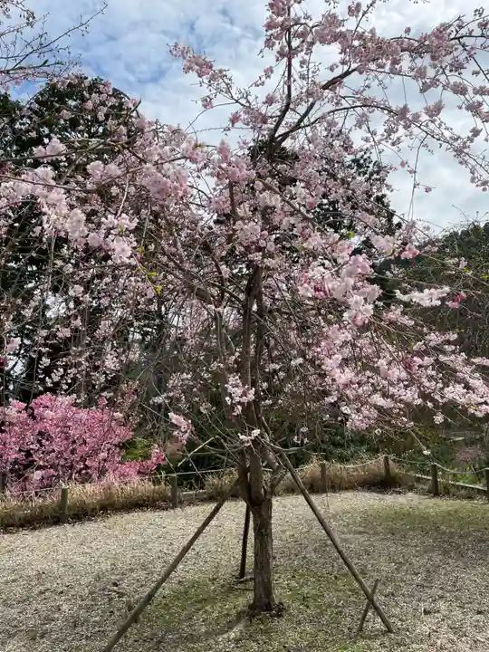 三鈷寺(京都府)