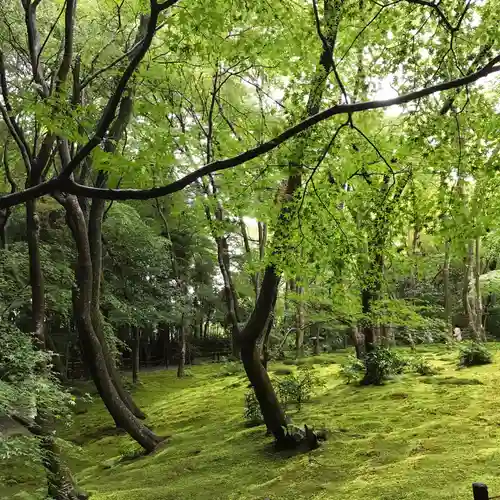 祇王寺の庭園