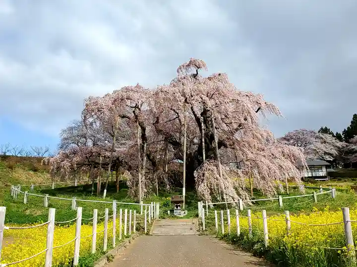 瀧桜神明宮の自然
