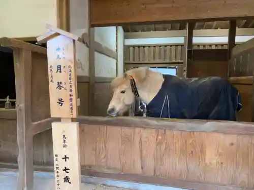 金刀比羅宮の動物