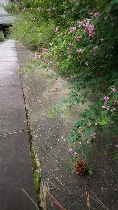 圓光禅寺(円光寺)の自然