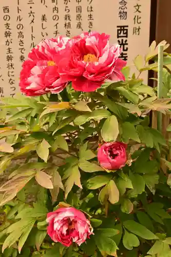 西光寺(香川県)