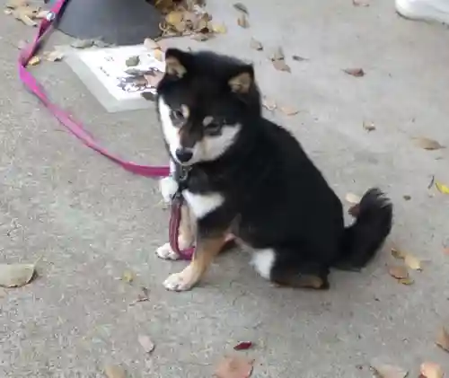 上目黒氷川神社(東京都)