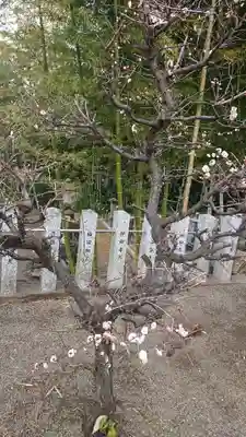 天神社(外町天満宮)の自然
