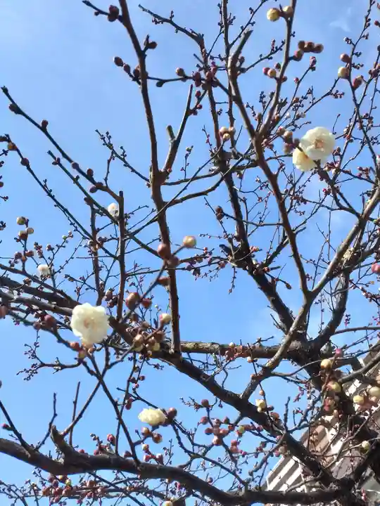 町田天満宮の自然