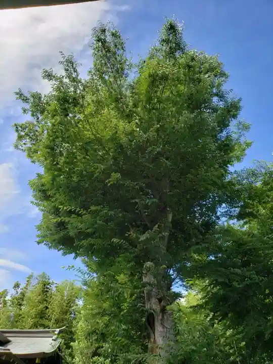 鷺宮八幡神社の自然
