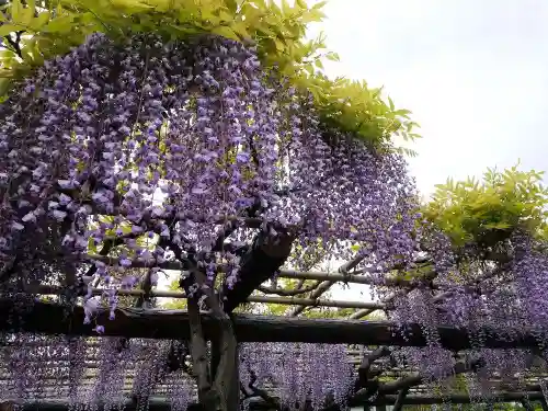 亀戸天神社の庭園