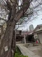 飛木稲荷神社の自然