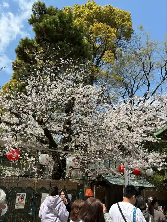 桜神宮(東京都)