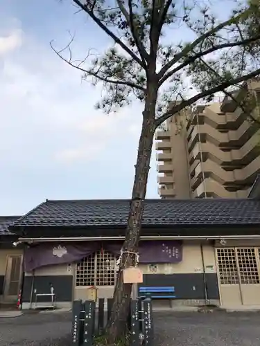 別小江神社の自然