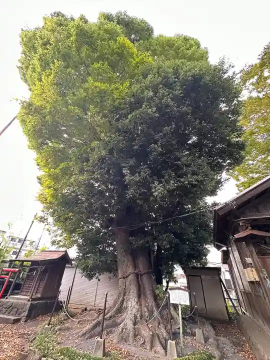 熊野神社の自然