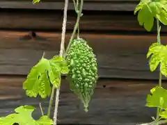 東海市熊野神社の自然