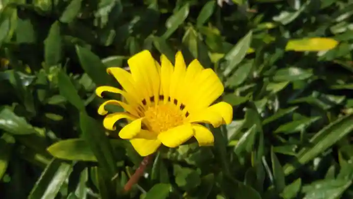 浄土宗 光明山 大蓮寺(照曜会館)の自然