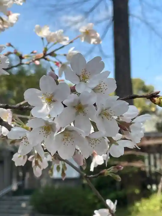 阿佐ヶ谷神明宮(東京都)