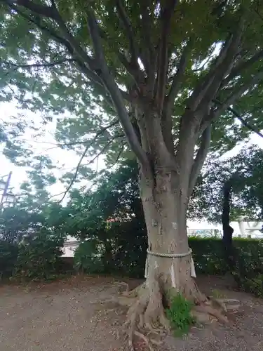 別雷皇太神の自然